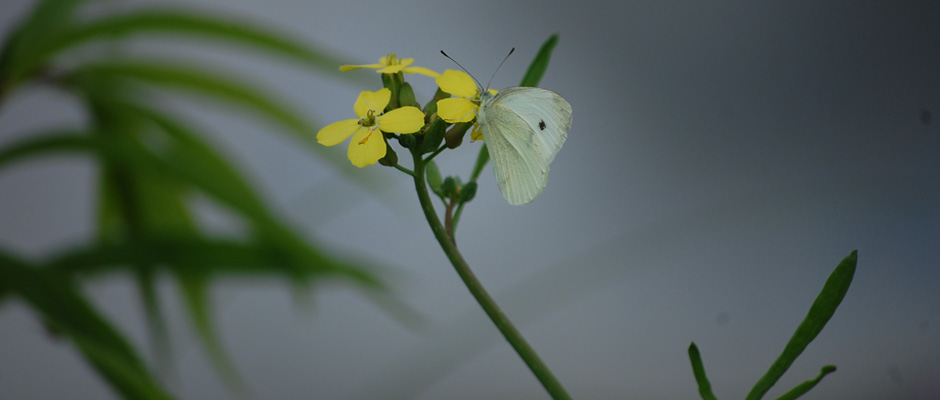 Cabbage looper moth on yellow spring flower photo.