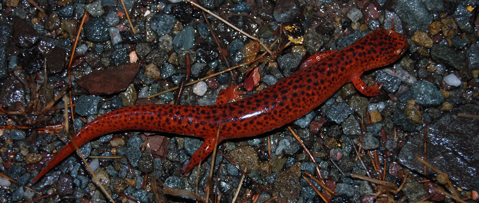 Photo of northern spotted salamander on a Pike County PA road during spring migration.