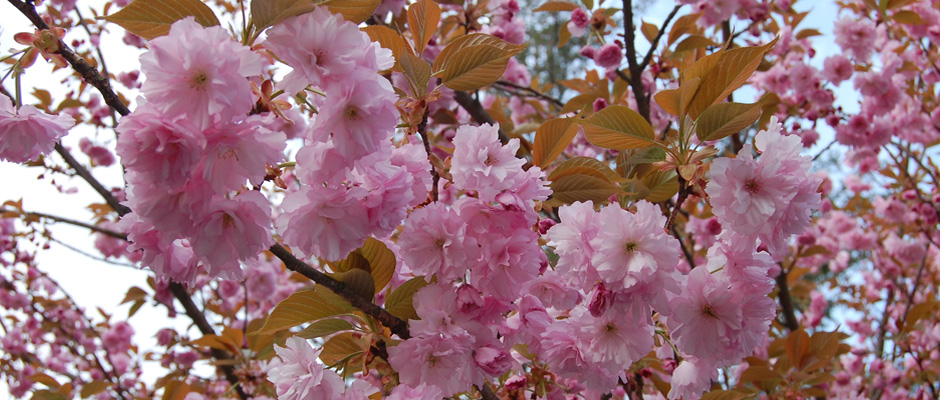 Digital photograph of pink cherry blossoms or crab apple blossoms.