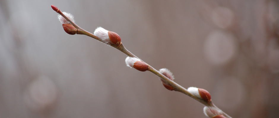 Photo of spring pussy willow buds.