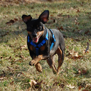 Our mini pinscher Beetle running on hunting and fishing club property in Pike County PA.