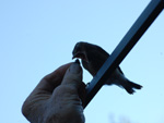 Cedar waxwing photo representing cause marketing, mission-driven messaging mission