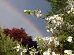 Digital photo of Pennsylvania mountain laurel with rainbow representing public relations services.
