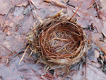 Digital project management photo of a nest near Shohola PA from Heron's Eye Communications stock photo archive of nature images.