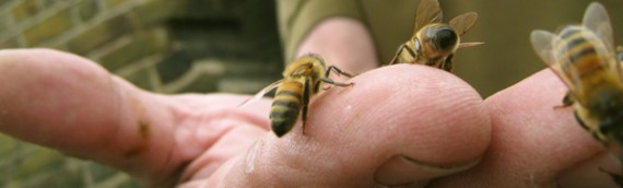 Eco-Film What are the Bees Telling Us?