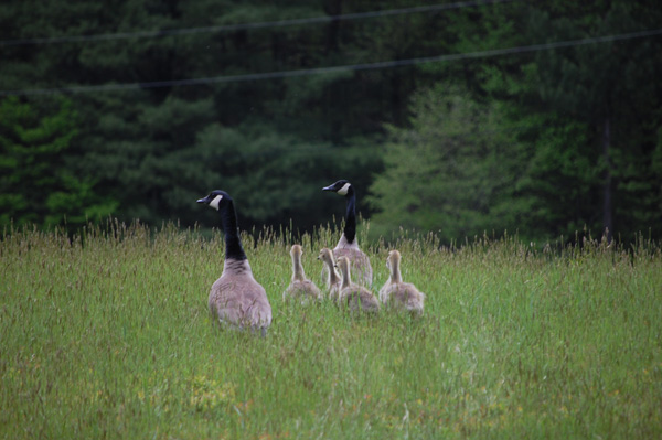 Nature photo of a family of Canada geese in the Upper Delaware Riverregion.