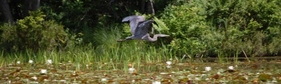 Heron Cam… Live on the Nest!