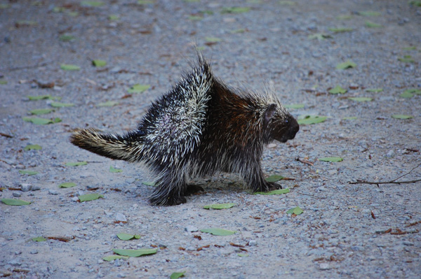 Cute digital photograph by Sandy Long of a baby porcupine in a Pike County PA forest