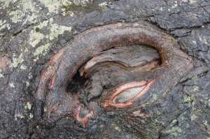 Digital SLR photo of gnarled tree bark along the Delaware River near Pike Couty, PA in northeastern Pennsylvania. A wonder watch featureed photo.