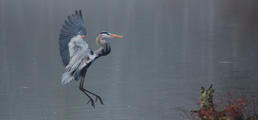 Great blue heron landing on a swampy lake in Pike County PA in NEPA along the Upper Delaware River depicting content marketing, cause marketing, social media management, targeted campaigns and conservation, environmental messaging.