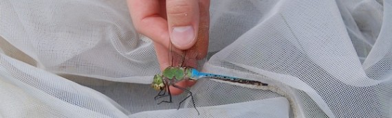 Upper Delaware BioBlitz is a Blast