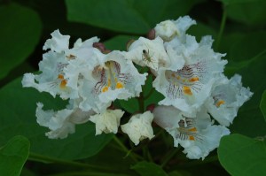 Digital photo of catalpa trees in full bloom during a Global Earth Exchange in Centralia, PA.