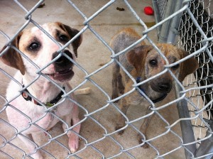 Photo of dogs at Dessin Animal Shelter, which celebrated 45 years of service this year, during which it succeeded in finding homes for an estimated 13,000 animals.