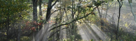 Shenandoah National Park’s Wild Beauty