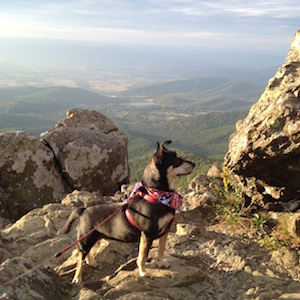 This photo of our dog Ziva Bolinski was taken at Shenandoah National Park at Little Stony Man Peak.