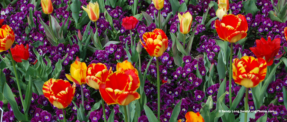 Photo of tulips by Sandy Long.