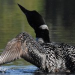 Photo by Sandy Long of loons taking flight on Weller Pond, Adirondack Park, NY.