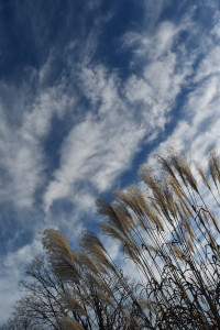 Photo of Lemons Brook Farm grass and sky by Sandy Long.