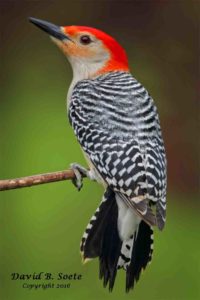 Photograph of a woodpecker by David Soete, a featured photpgrapher at the 2016 Upper Delaware BioBlitz.