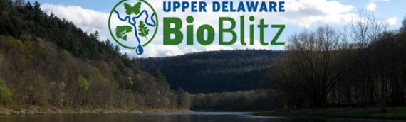 BioBlitz Beckons Shutterbugs