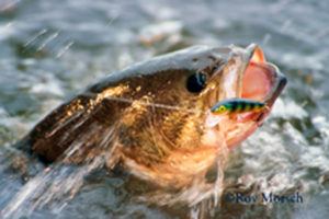 A photograph by Roy Morsch of a large mouth bass. Roy is a featured photpgrapher at the 2016 Upper Delaware BioBlitz.