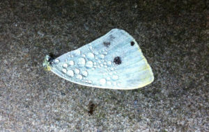 A smart phone photo by Sandy Long of a moth wing. Sandy is a featured photpgrapher at the 2016 Upper Delaware BioBlitz.