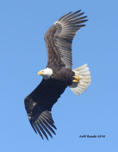 A photograph of a bald eagle by Scott Rando, a featured photpgrapher at the 2016 Upper Delaware BioBlitz.