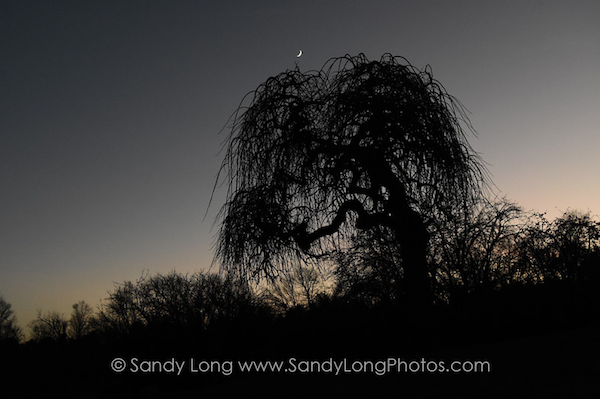 The poet tree at Lemons Brook Farm photogarohed by artist in residence Sandy Long, which was featured om WJFF Radio's Farm and Country with Rosie Starr.