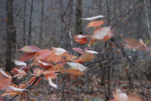 A photograph of blowy leaves by Sandy Long, which will appear in her Portal of Place digital exhibit at DENiZEN in Barryville, NY.