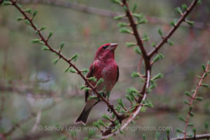 A photograph of a purple finch by Sandy Long, which will appear in her Portal of Place digital exhibit at DENiZEN in Barryville, NY.