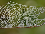 Photo by Sandy Long of a spiderweb to illustrate Heron's Eye Communications social media management services.