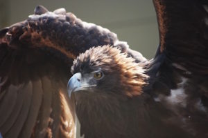 A photo of an immature bald eagle on the Upper Delaware River by Sandy Long.