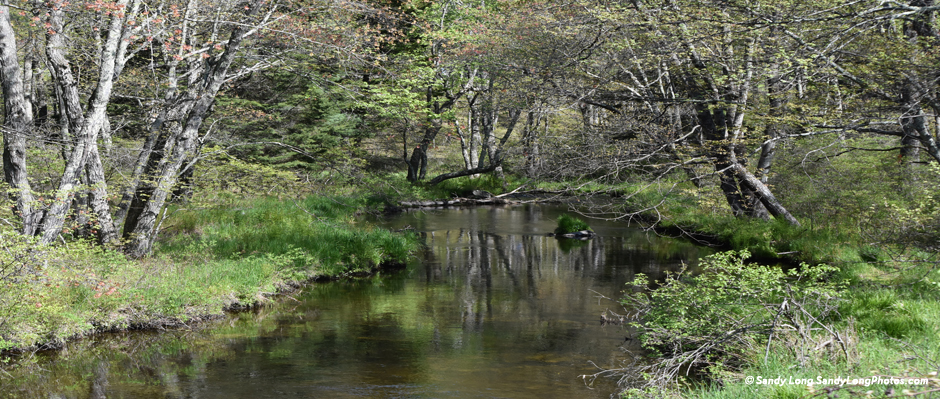 Photo of a spring stream by Sandy Long.