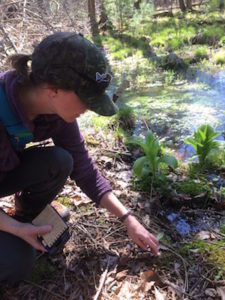 Photo of a person on a native plants walk at the Milford Experimental Forest.