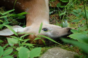 Fawn by Sandy Long